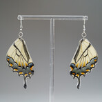 Genuine Yellow Tiger Swallowtail Wing Earring