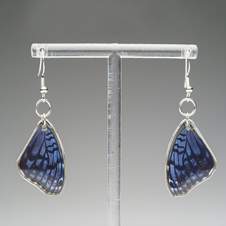 Genuine Blue Buckeye Wing Earring v.1