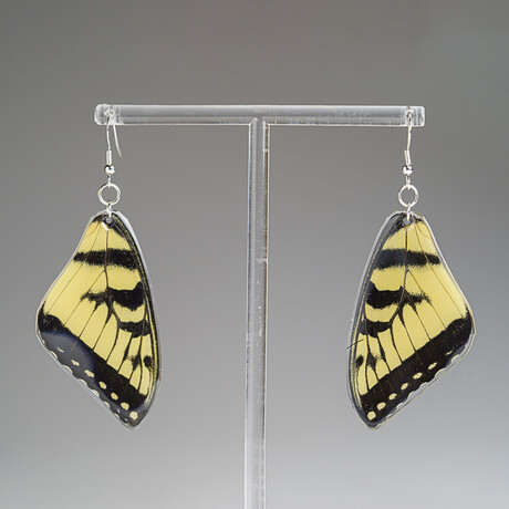 Genuine Yellow Eastern Tiger Yellow Tail Wing Earring