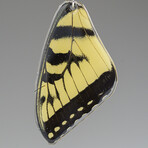 Genuine Yellow Eastern Tiger Yellow Tail Wing Earring