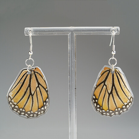 Genuine Monarch Wing Earring v.2