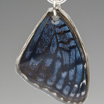 Genuine Blue Buckeye Wing Earring v.2