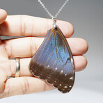 Genuine Blue Buckeye Wing Penant with 18" Sterling Necklace