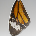 Genuine Monarch Wing Earring v.1