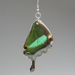 Genuine Emerald Swallowtail Wing Earring v.1