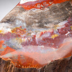 Genuine Polished Petrified Wood Stump