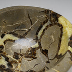 Genuine Polished Septarian Bowl from Madagascar