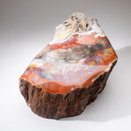 Genuine Polished Petrified Wood Stump