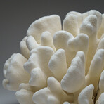 Genuine White Cat's Paw Coral