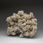 Genuine Desert Rose selenite Cluster