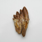 Genuine Natural Pre Historic Basilousaurus Whale Tooth v.2