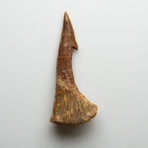 Genuine Natural Sawfish Tooth v.1