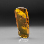 Genuine Amber from Baltic Sea, near Gdansk, Poland