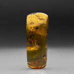 Genuine Amber from Baltic Sea, near Gdansk, Poland