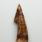 Genuine Natural Sawfish Tooth v.2