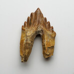 Genuine Natural Pre Historic Basilousaurus Whale Tooth v.3