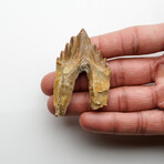 Genuine Natural Pre Historic Basilousaurus Whale Tooth v.3