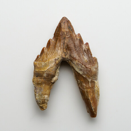 Genuine Natural Pre Historic Basilousaurus Whale Tooth v.1