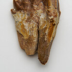 Genuine Natural Pre Historic Basilousaurus Whale Tooth v.2