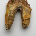 Genuine Natural Pre Historic Basilousaurus Whale Tooth v.3