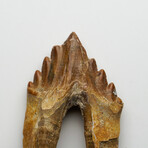 Genuine Natural Pre Historic Basilousaurus Whale Tooth v.3