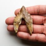 Genuine Natural Pre Historic Basilousaurus Whale Tooth v.1