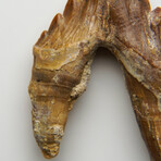 Genuine Natural Pre Historic Basilousaurus Whale Tooth v.1