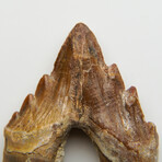 Genuine Natural Pre Historic Basilousaurus Whale Tooth v.1