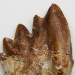 Genuine Natural Pre Historic Basilousaurus Whale Tooth v.2