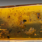 Genuine Amber from Baltic Sea, near Gdansk, Poland