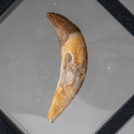 Genuine Mosasaurus Dinosaur Tooth v.2