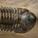 Genuine Asaphus Lepidurus Trilobite in Matrix from Morocco