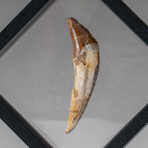 Genuine Mosasaurus Dinosaur Tooth v.1