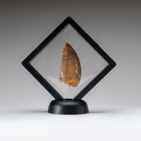 Genuine Natural Carcharodontosaurus Dinosaur Tooth v.1