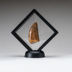 Genuine Natural Carcharodontosaurus Dinosaur Tooth v.1