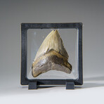 Genuine Megalodon Shark Tooth in Display Box v.2