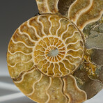 Geniune Calcified Ammonite Halve From Madagascar v.2