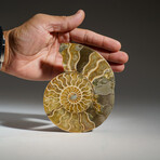 Geniune Calcified Ammonite Halve From Madagascar v.2