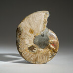 Geniune Calcified Ammonite Halve From Madagascar v.2