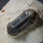 Genuine Asaphus Lepidurus Trilobite in Matrix from Morocco