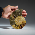 Geniune Calcified Ammonite Halve From Madagascar v.1