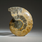 Geniune Calcified Ammonite Halve From Madagascar v.1