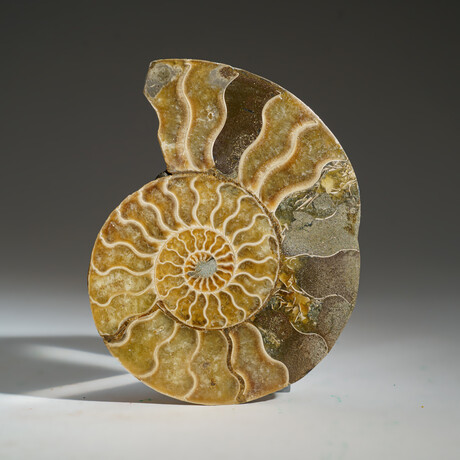 Geniune Calcified Ammonite Halve From Madagascar v.2