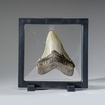 Genuine Megalodon Shark Tooth in Display Box v.1