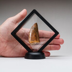 Genuine Natural Carcharodontosaurus Dinosaur Tooth v.1