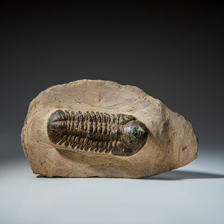 Genuine Asaphus Lepidurus Trilobite in Matrix from Morocco