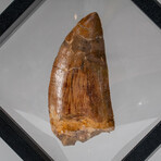 Genuine Natural Carcharodontosaurus Dinosaur Tooth v.1