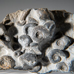 Genuine Natural Fossilized Ammonite Cluster