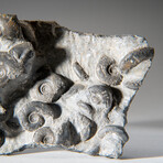 Genuine Natural Fossilized Ammonite Cluster