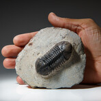 Genuine Asaphus Lepidurus Trilobite in Matrix from Morocco